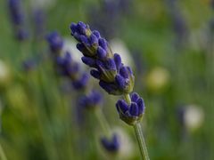 Die Blütenknospen des Lavendels waren noch geschlossen, daher waren noch keine Insekten zu sehen.