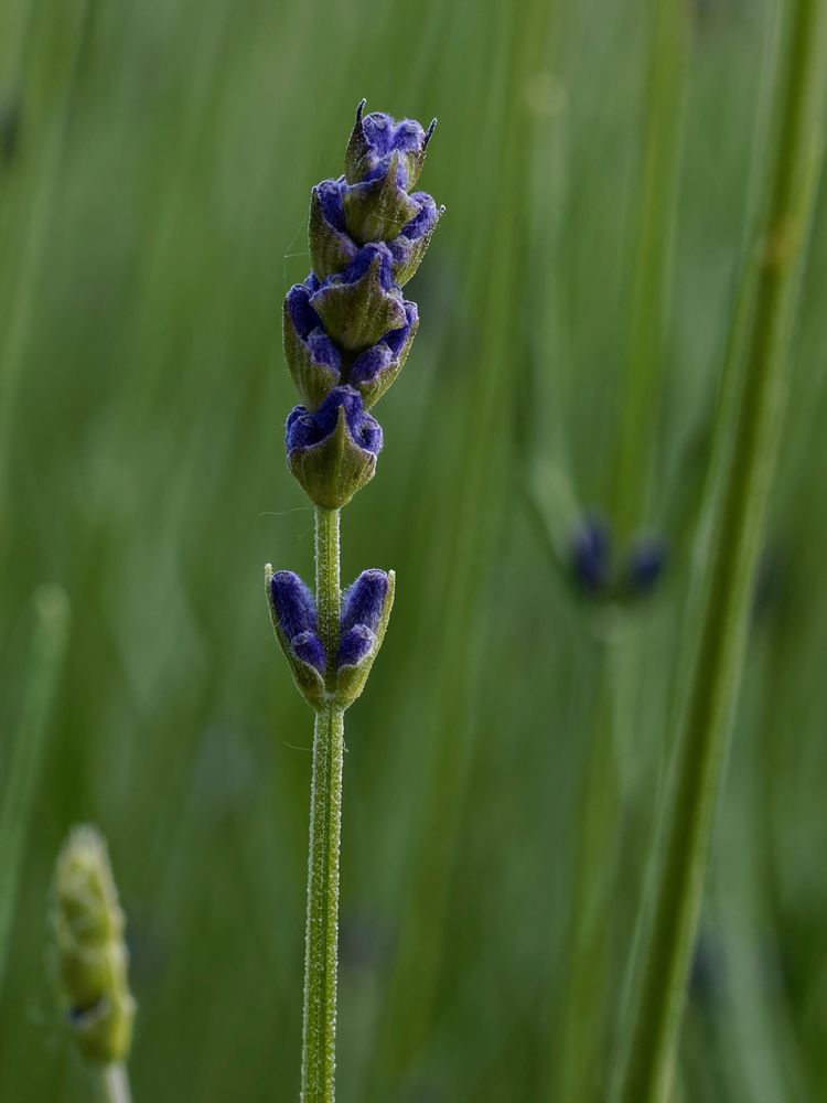 Die Blütenknospen des Lavendels waren noch geschlossen, daher waren noch keine Insekten zu sehen.