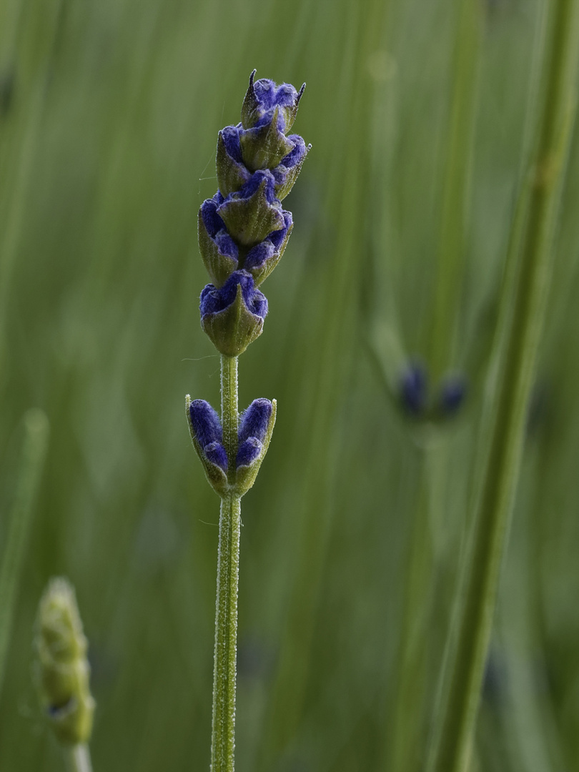 Die Blütenknospen des Lavendels waren noch geschlossen, daher waren noch keine Insekten zu sehen.