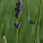 Die Blütenknospen des Lavendels waren noch geschlossen, daher waren noch keine Insekten zu sehen.