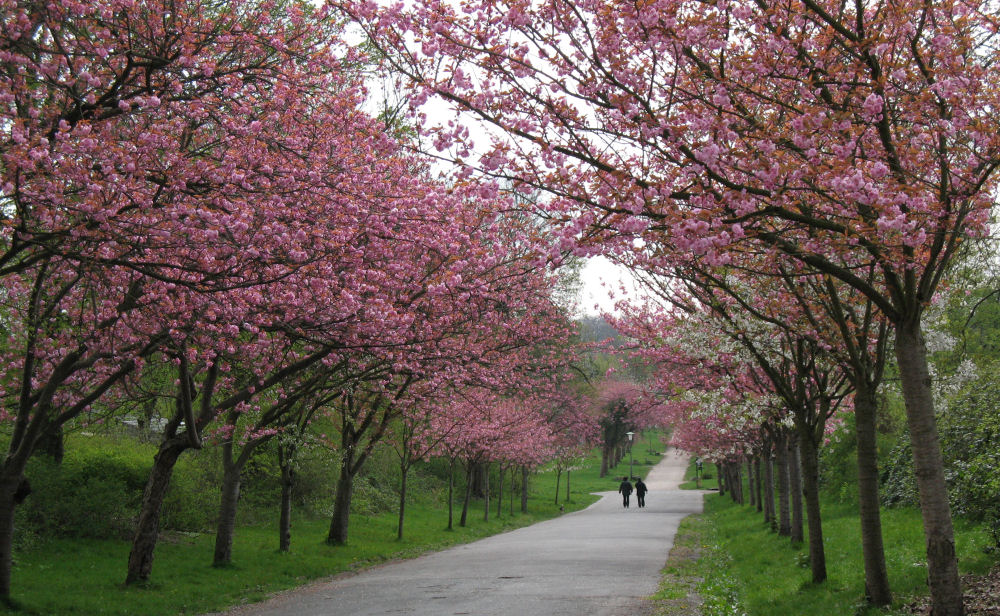 Die Blütenpracht der japanischen Kirschbäume.