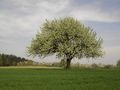 Mein Freund,der Baum