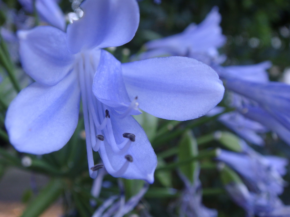 die Blütenpracht in vollem blau.