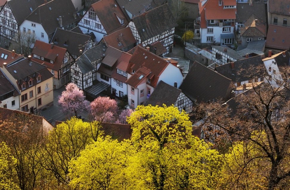 die Blütenwand