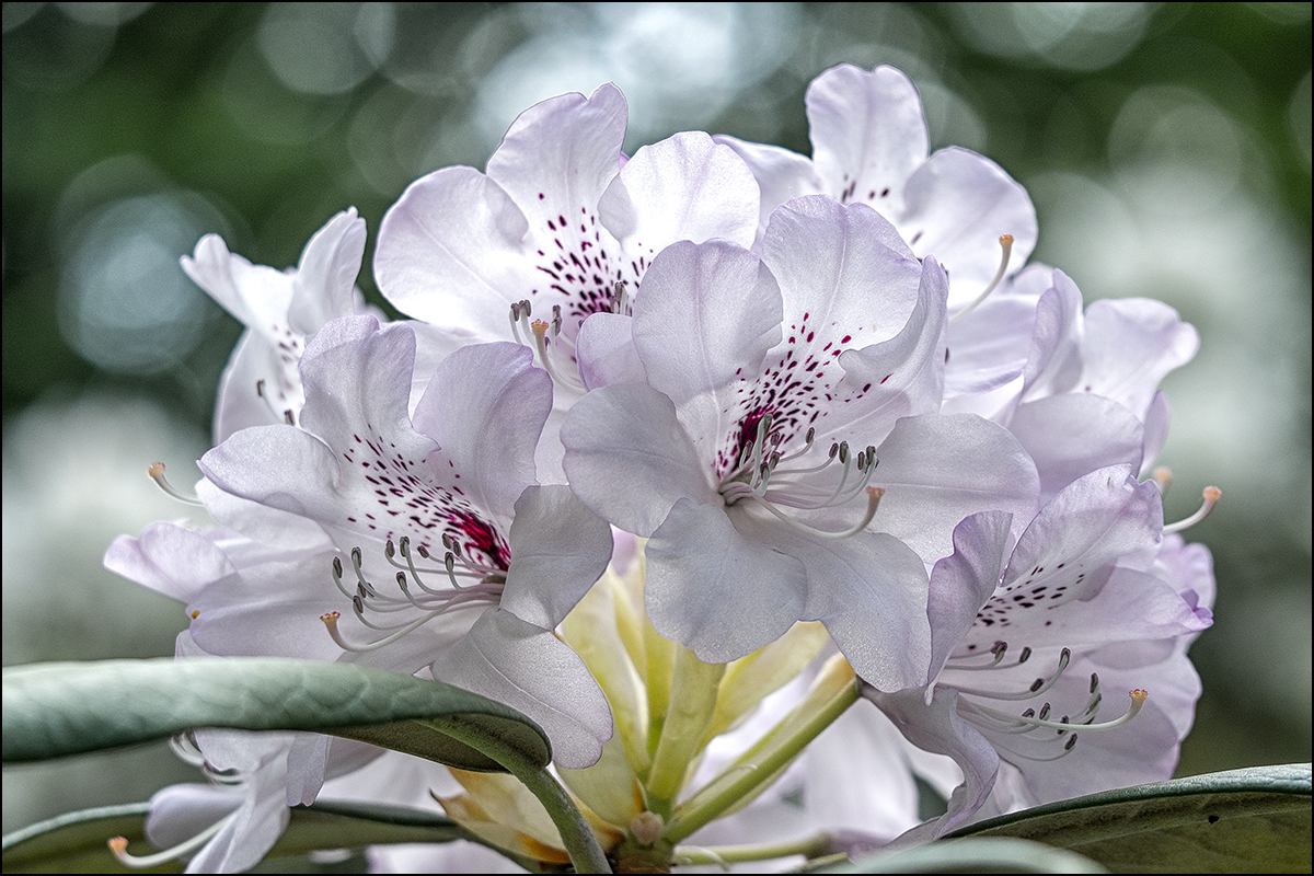 die Blütezeit der Rhododendren