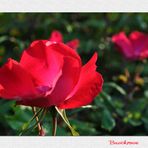 Die Blütezeit der Rosen (1)