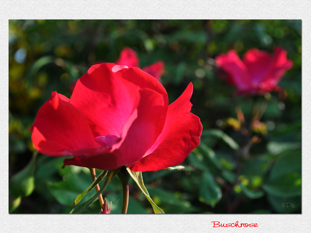 Die Blütezeit der Rosen (1)