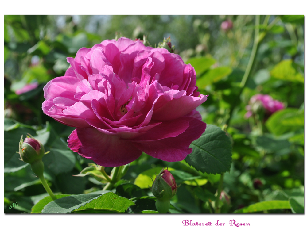 Die Blütezeit der Rosen (2)