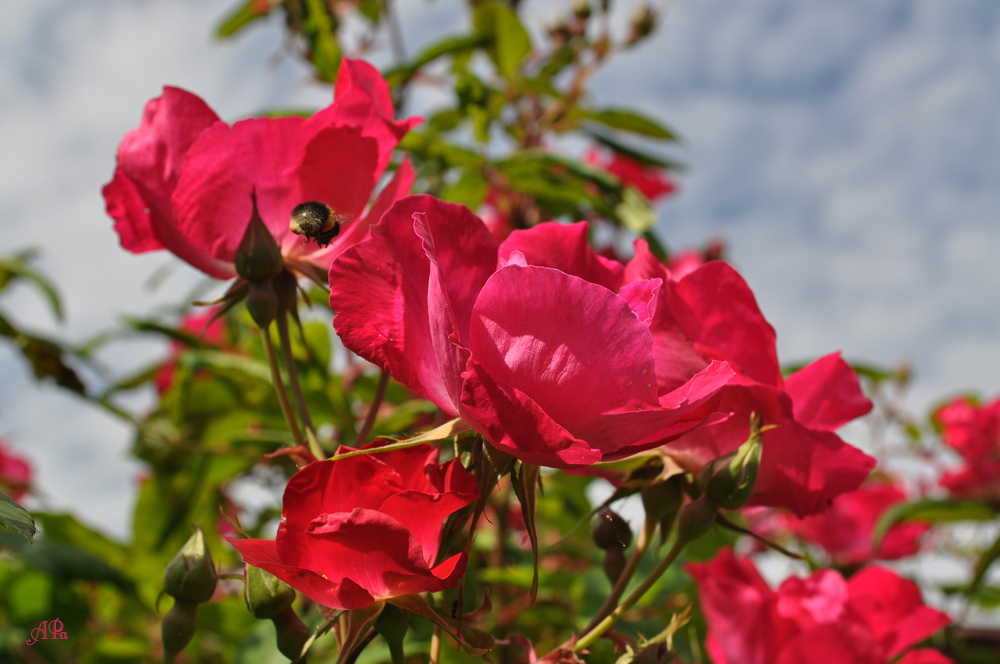 Die Blütezeit der Rosen (3)