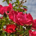 Die Blütezeit der Rosen (3)