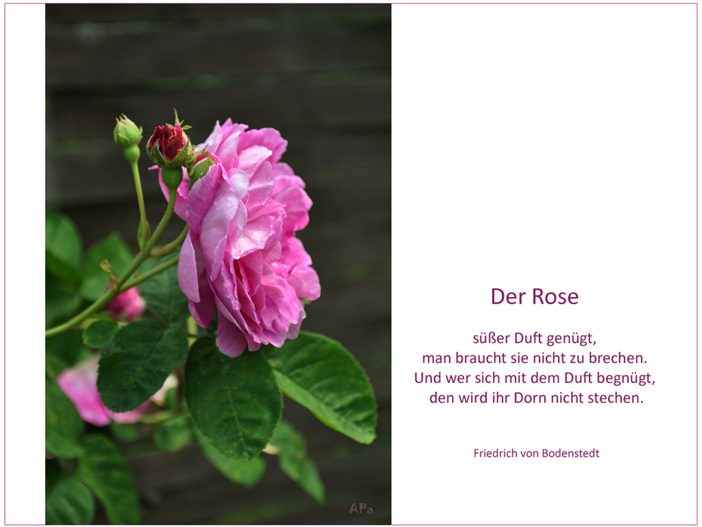 Die Blütezeit der Rosen (7)