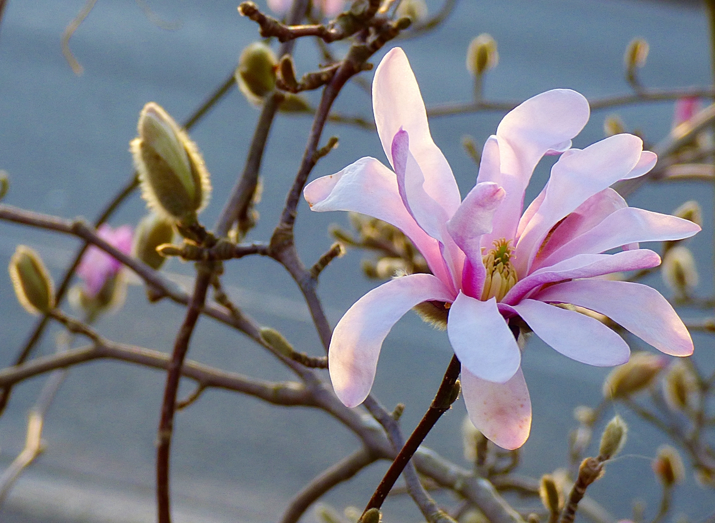 Die Blütezeit der Sternmagnolien . . .