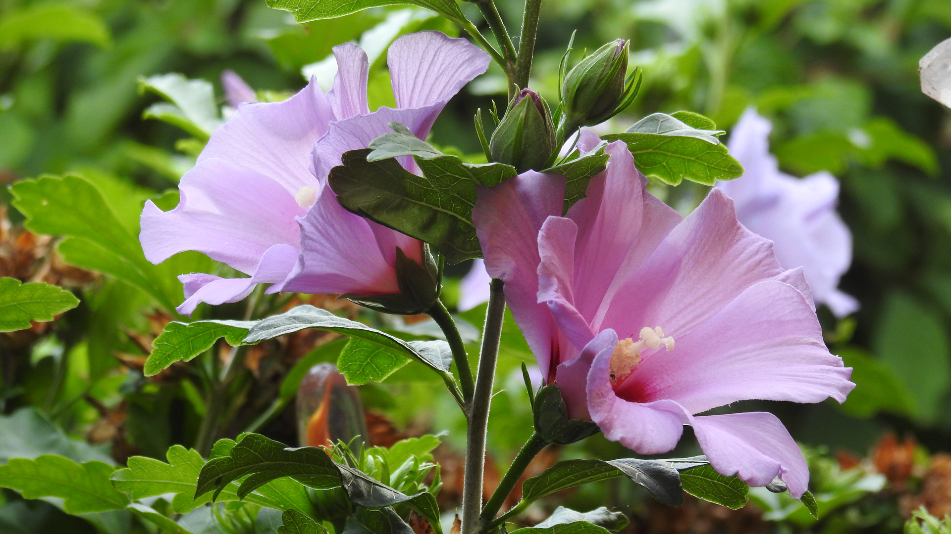 Die Blütezeit des Hibiskus  