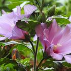 Die Blütezeit des Hibiskus  