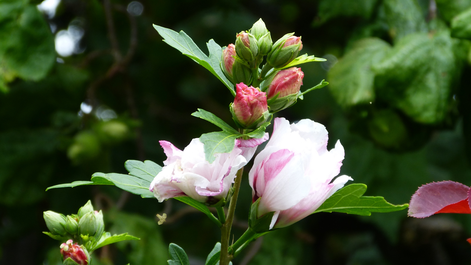 Die Blütezeit des Hibiskus  