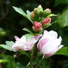 Die Blütezeit des Hibiskus  