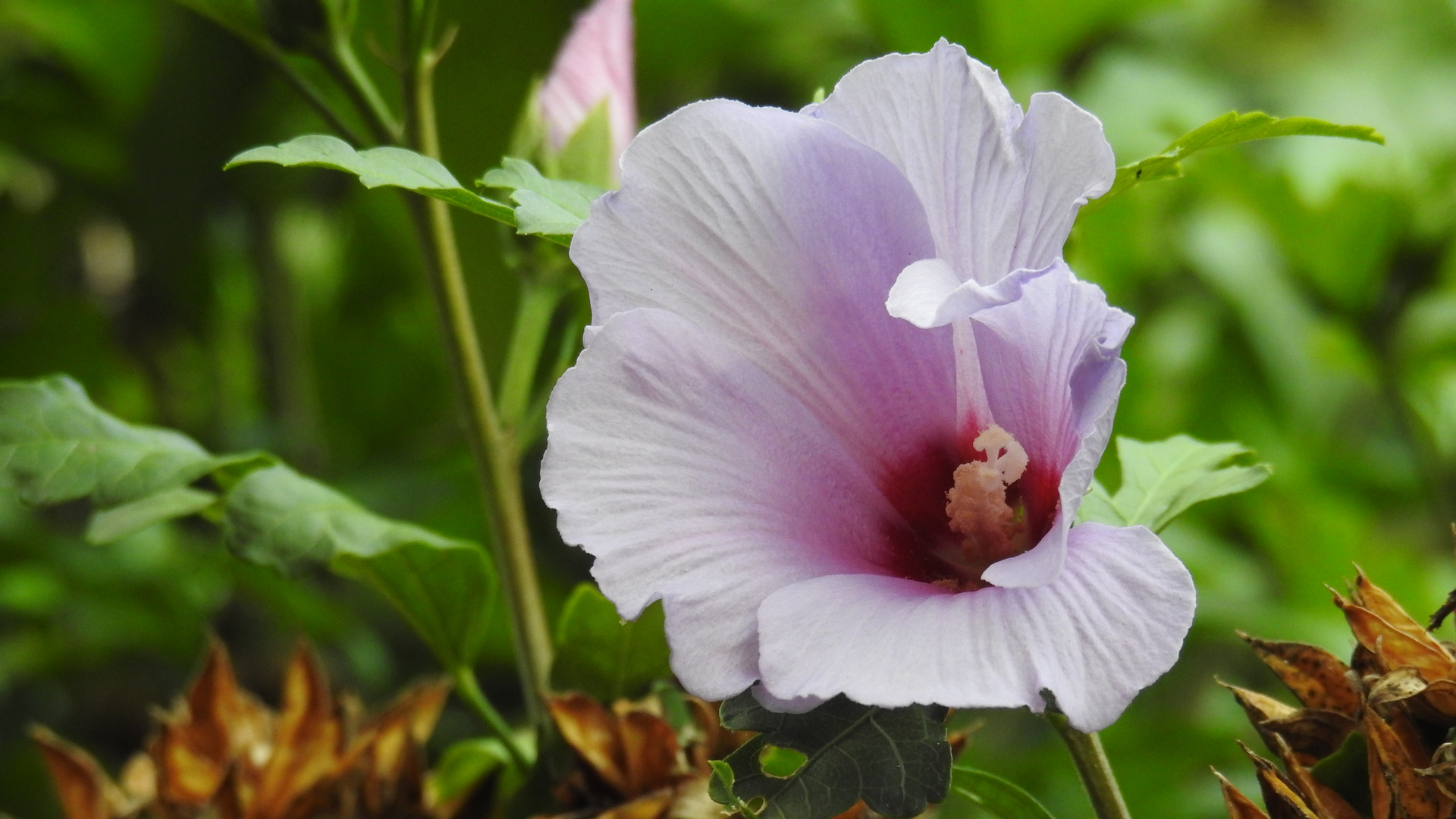 Die Blütezeit des Hibiskus  