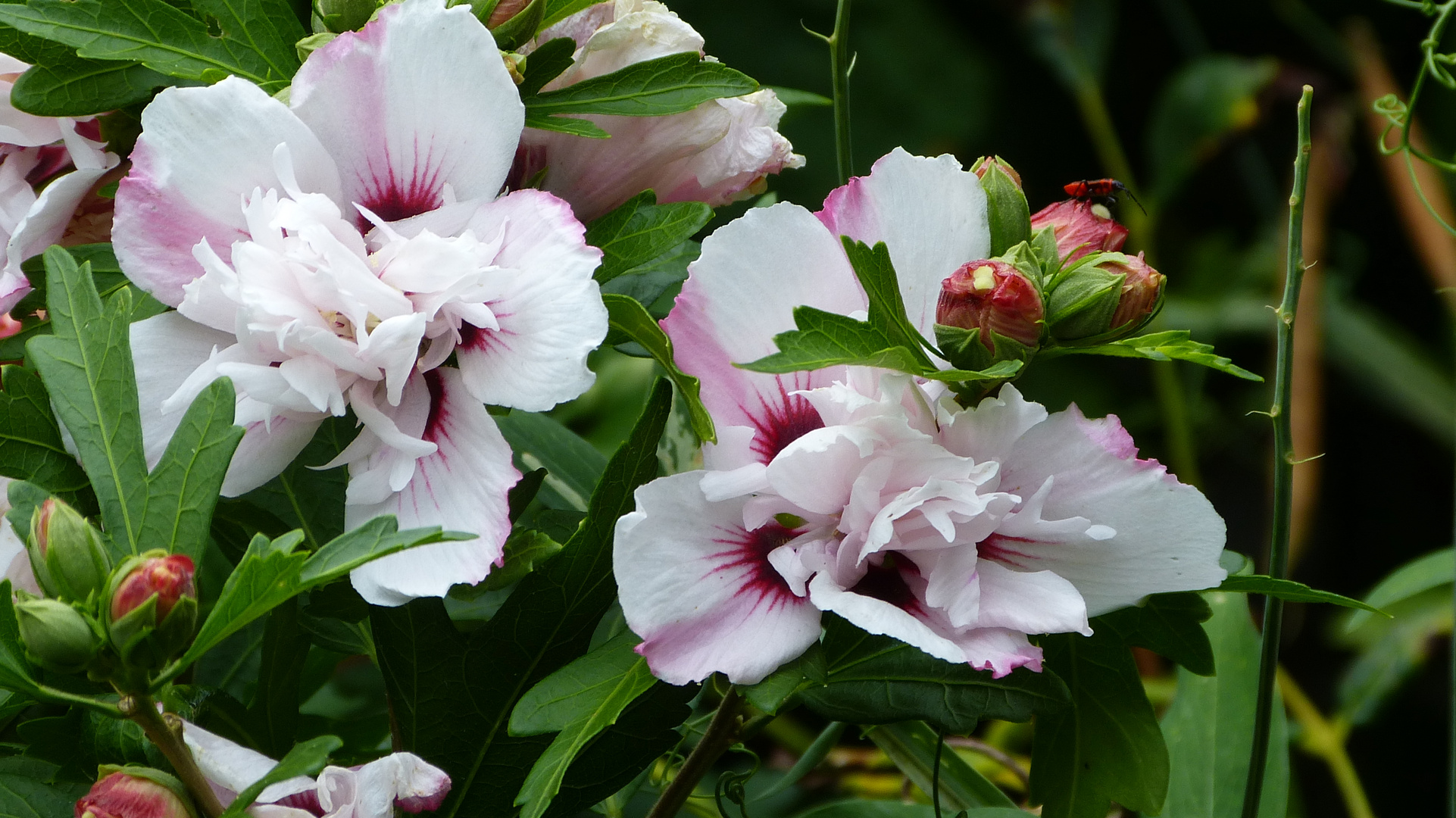 Die Blütezeit des Hibiskus  