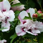 Die Blütezeit des Hibiskus  