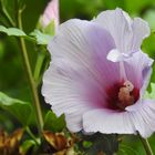 Die Blütezeit des Hibiskus 