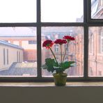 Die Blume am Fenster ......