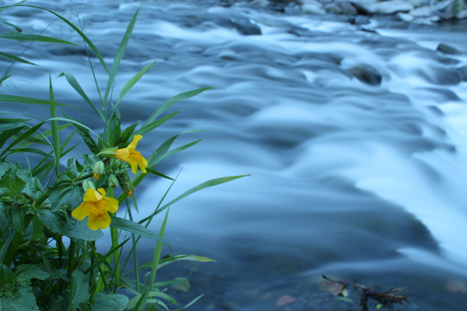 Die Blume am "wilden Fluß"