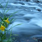 Die Blume am "wilden Fluß"