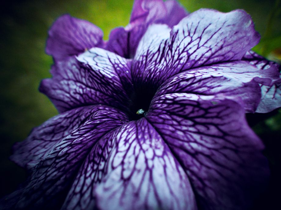 Die Blume.. auf dem Balkon