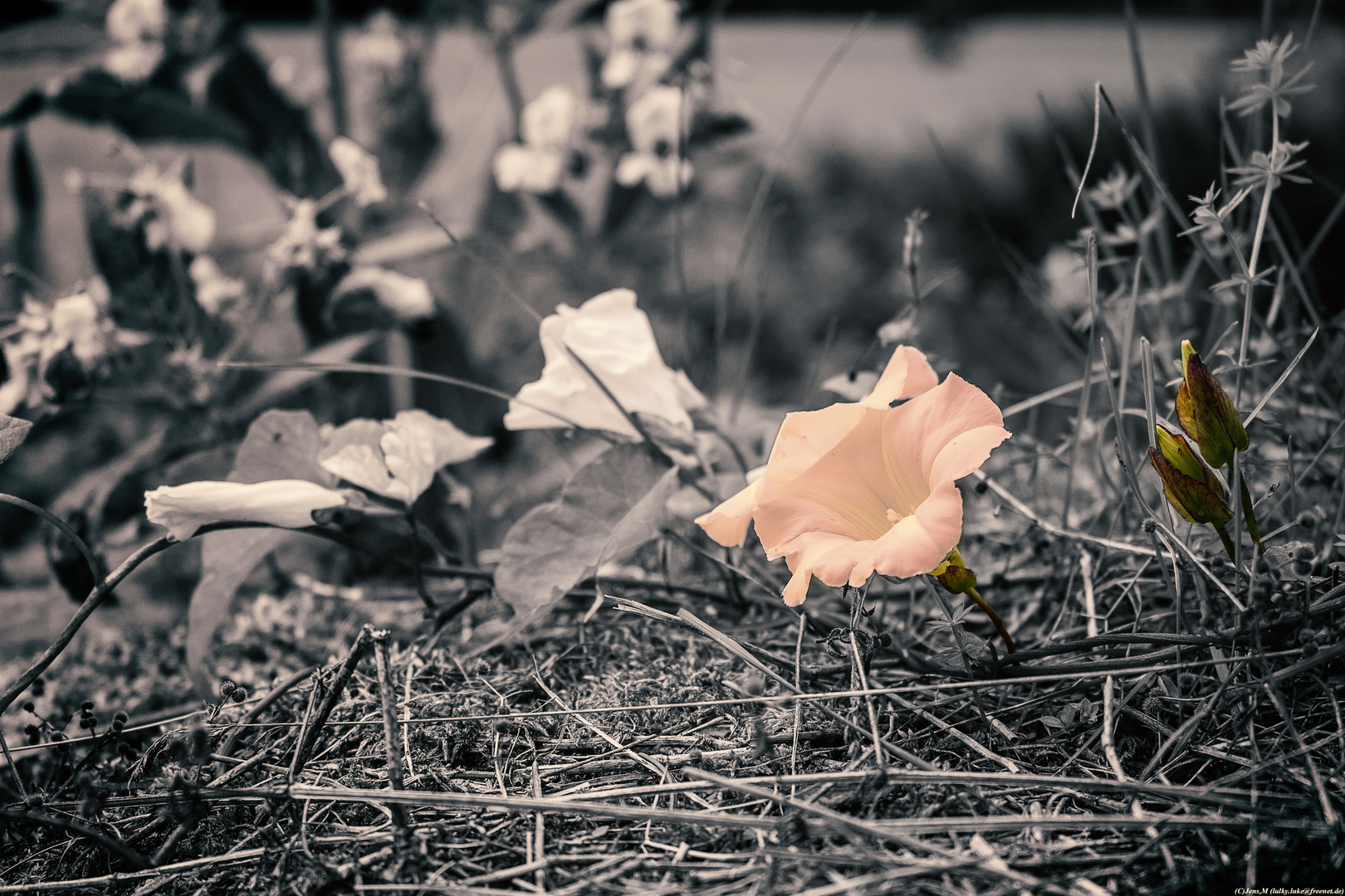 Die Blume auf der Brücke