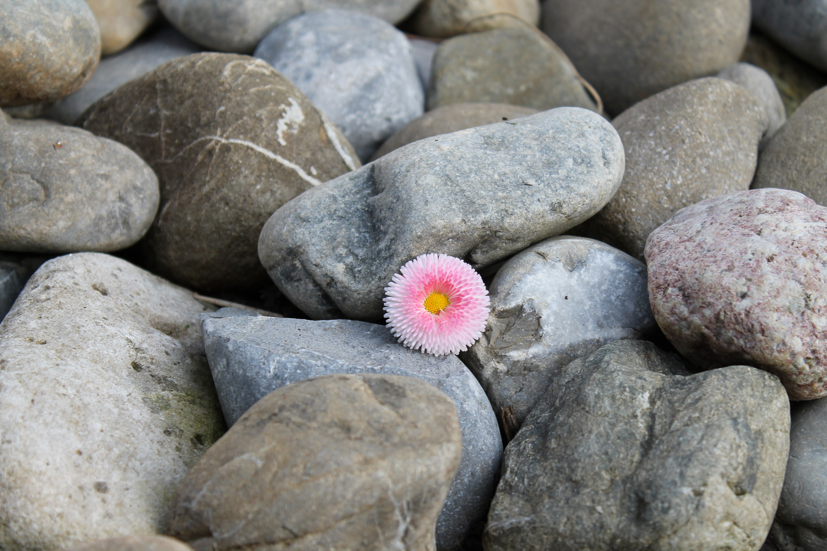 Die Blume auf Steinen