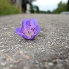 Die Blume auf´m Weg