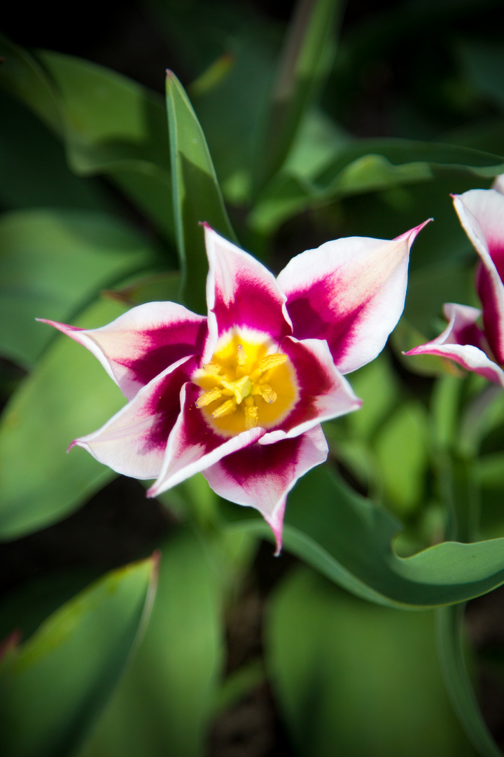 Die Blume aus dem Garten