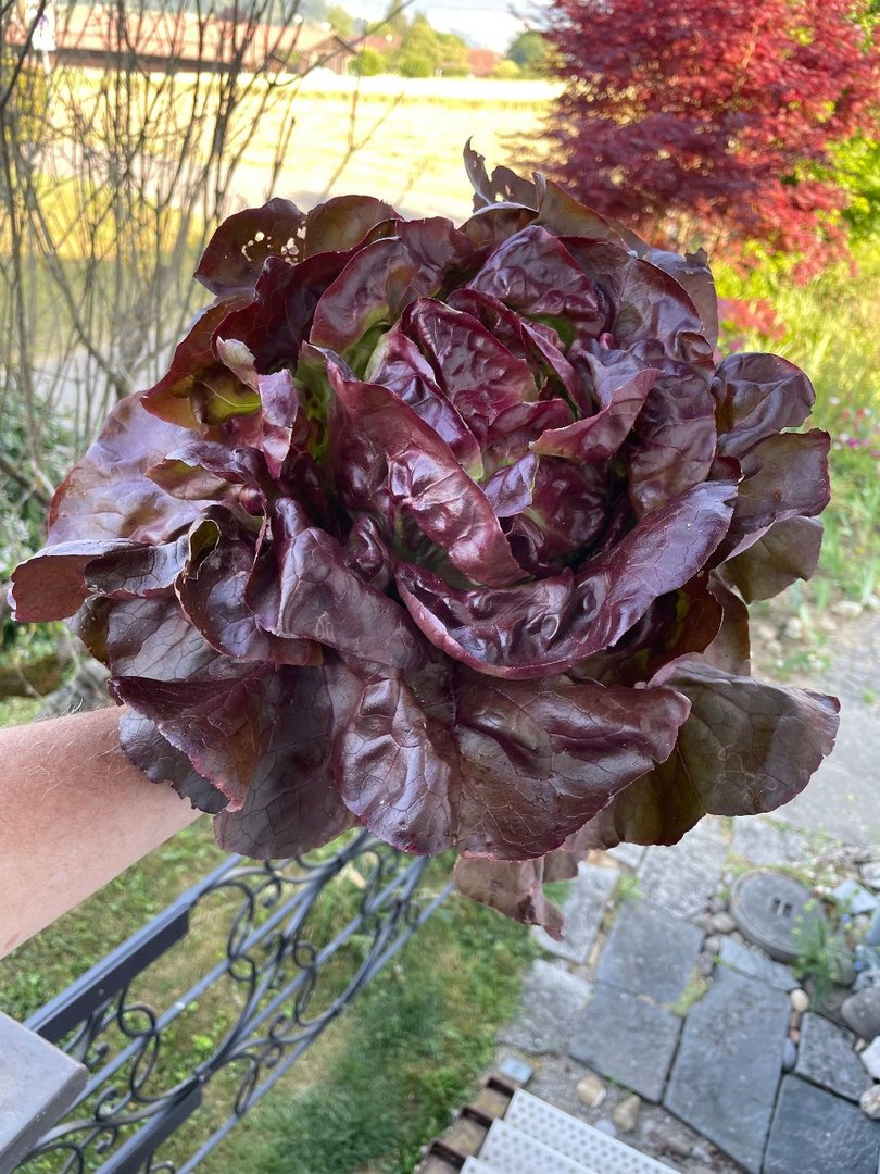 Die Blume aus Nachbars Garten