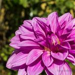 DIE BLUME AUS NACHBARS GARTEN - 