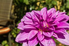 DIE BLUME AUS NACHBARS GARTEN - 