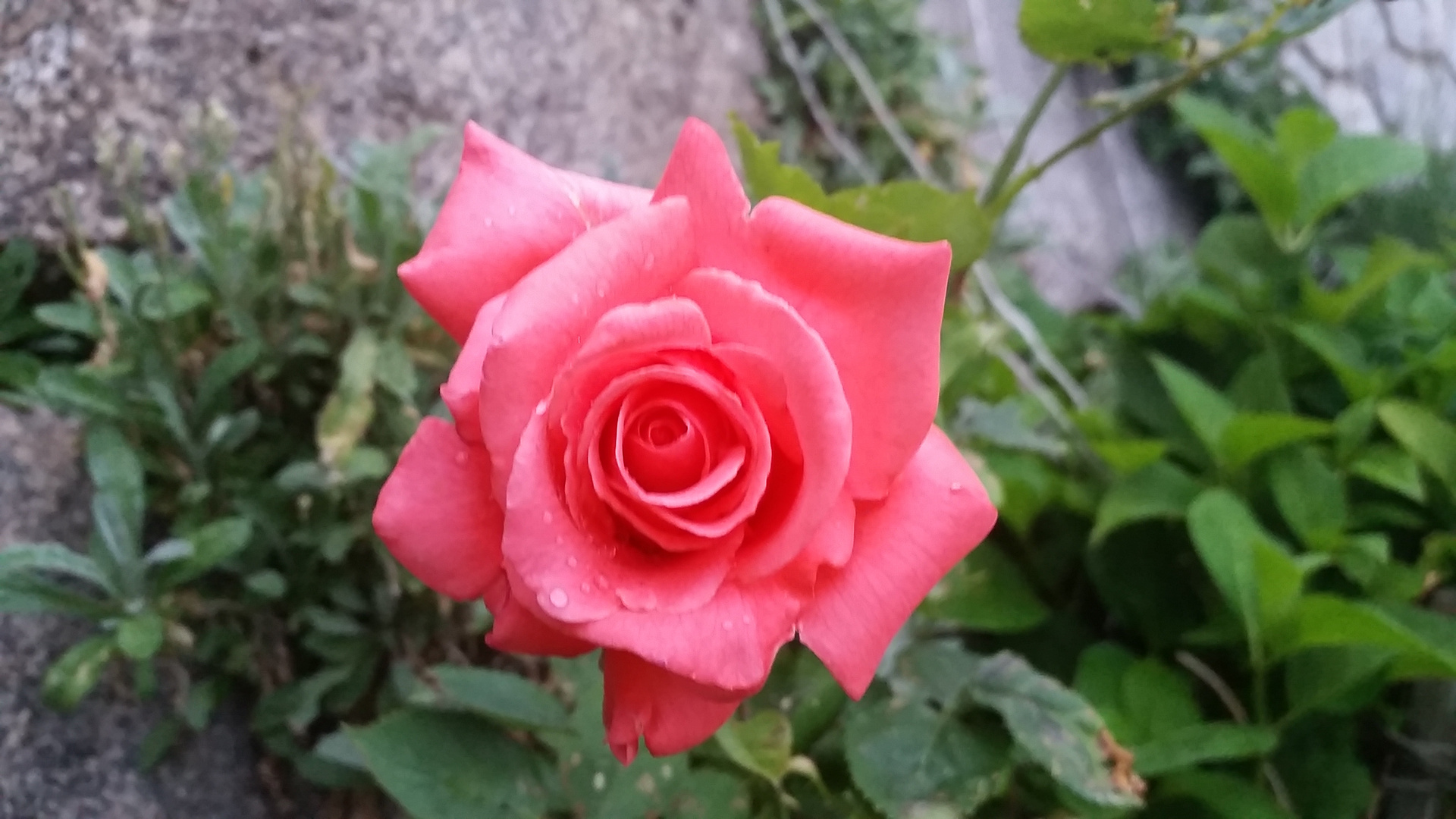 Die Blume der Liebe in Rosa