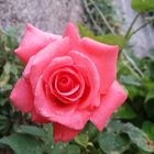 Die Blume der Liebe in Rosa
