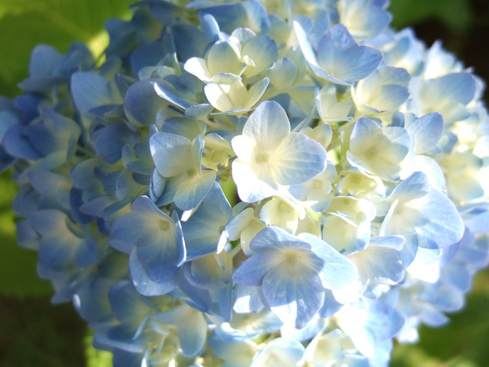 Die Blume der nassen Jahreszeit