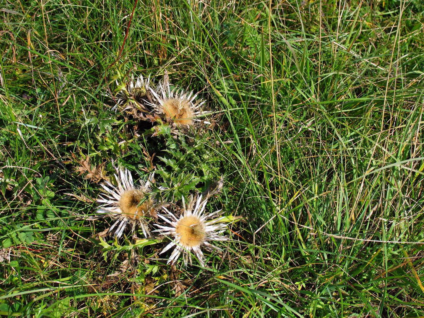 Die Blume der Schwäbischen ALB