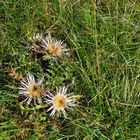 Die Blume der Schwäbischen ALB