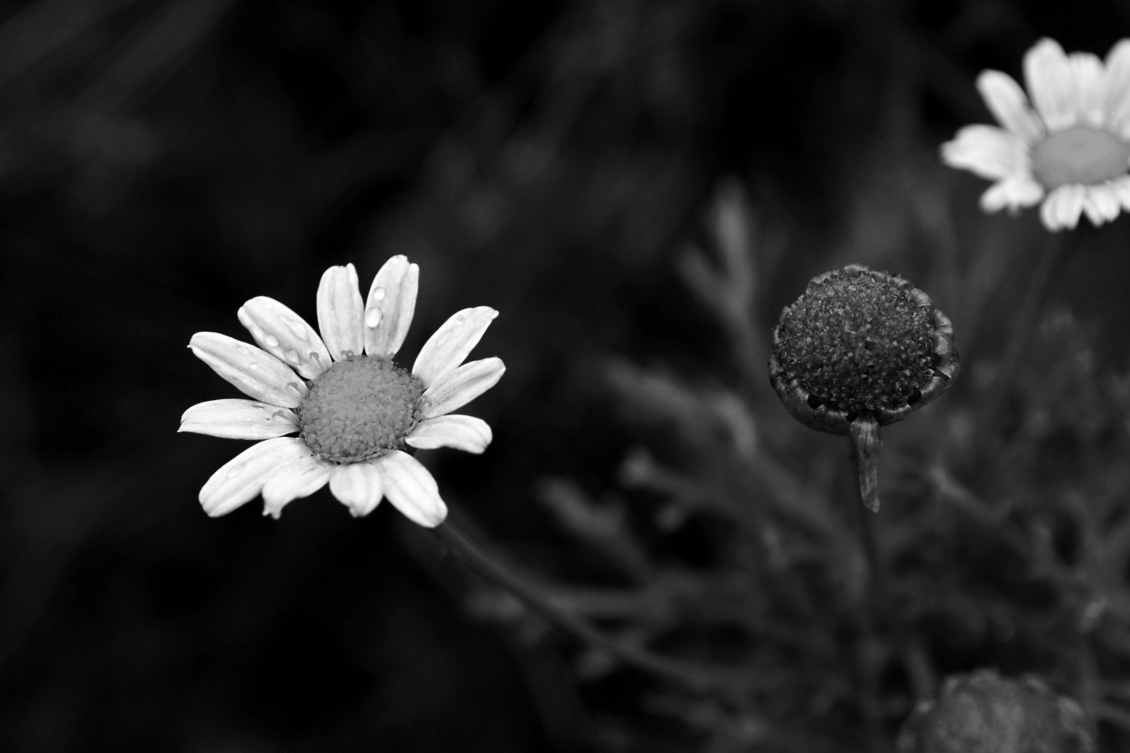 Die Blume der Träume