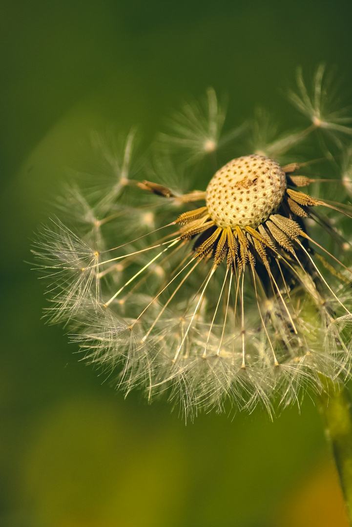 Die Blume der Wünsche 