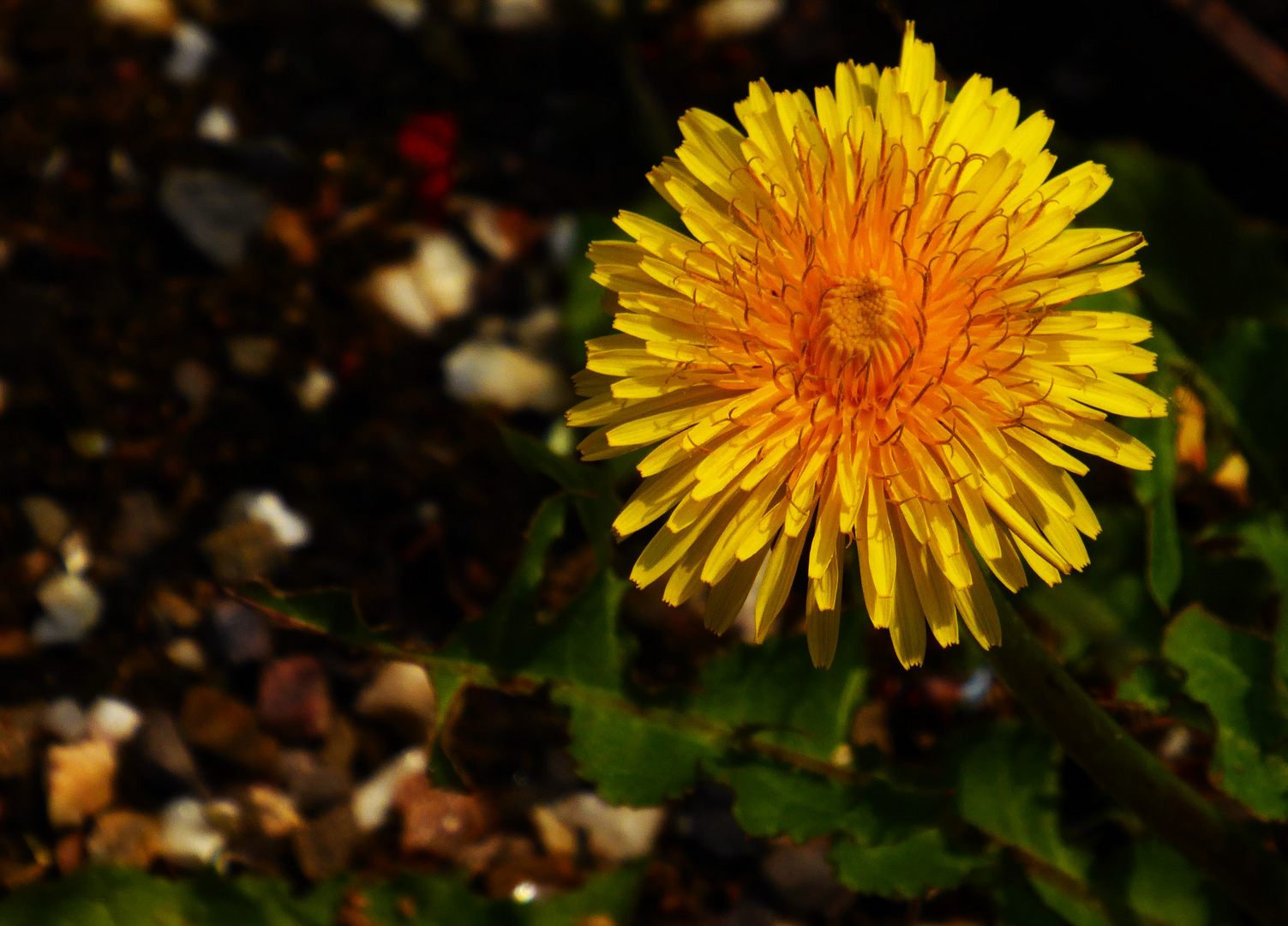 Die Blume des Löwenzahns