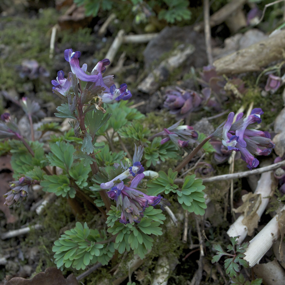 die Blume des Monats