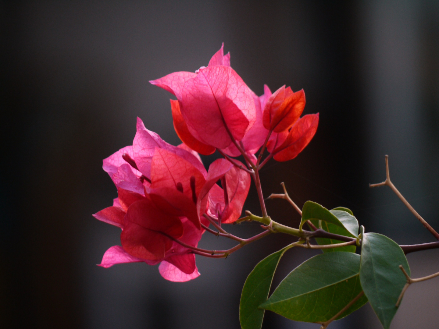 Die Blume des Südens