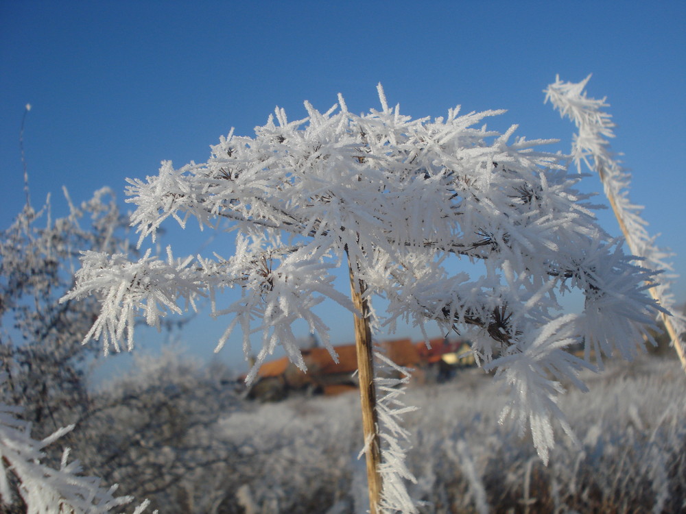 Die Blume des Winters