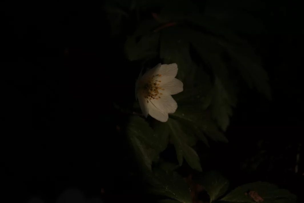 Die Blume im Dunkeln