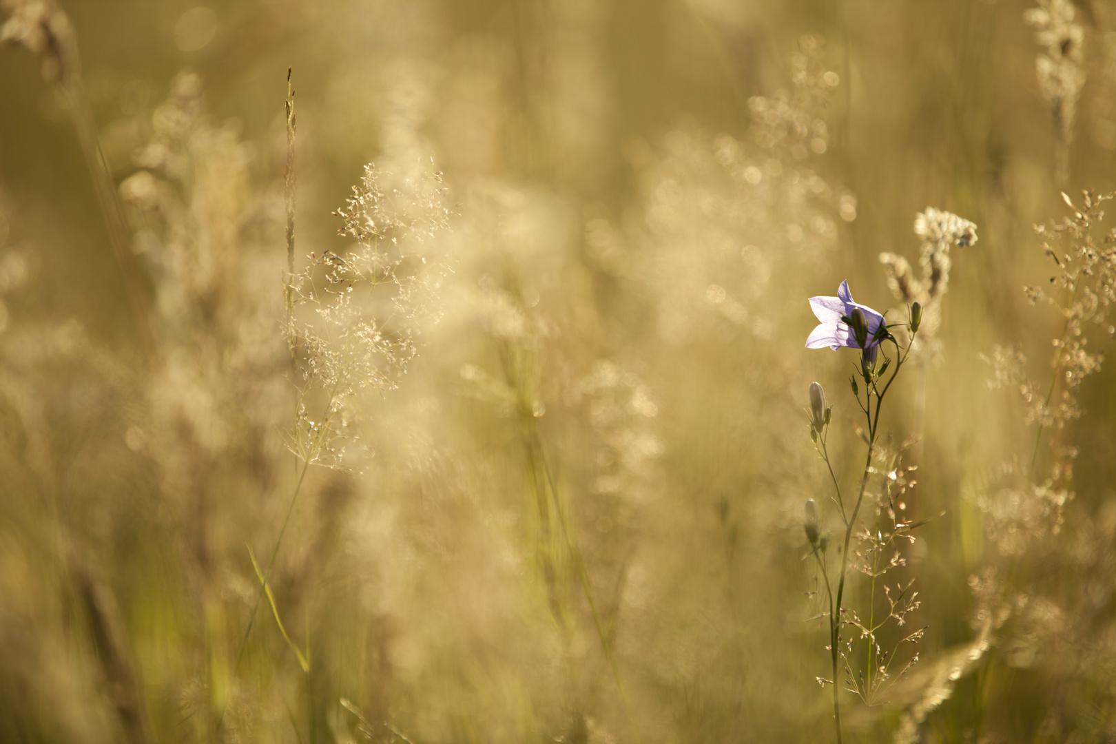 DIe Blume im Goldregen