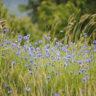 Die Blume im Kornfeld