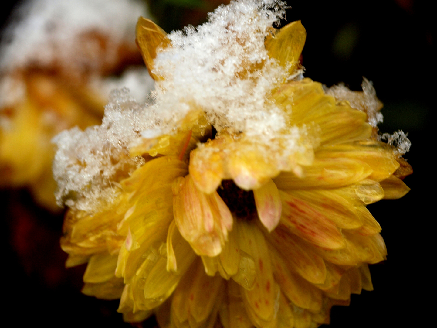 Die Blume im Schnee